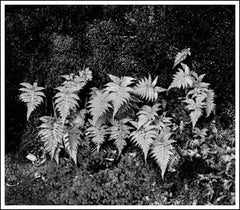 Lost River Ferns