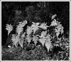 Lost River Ferns