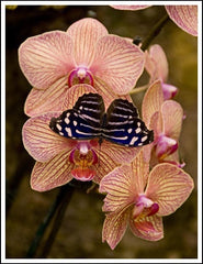 Orchids and Butterfly