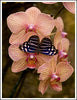 Orchids and Butterfly