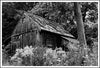 Shack and Goldenrod