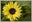 Yellow Flower