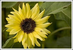 Yellow Flower