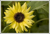 Yellow Flower
